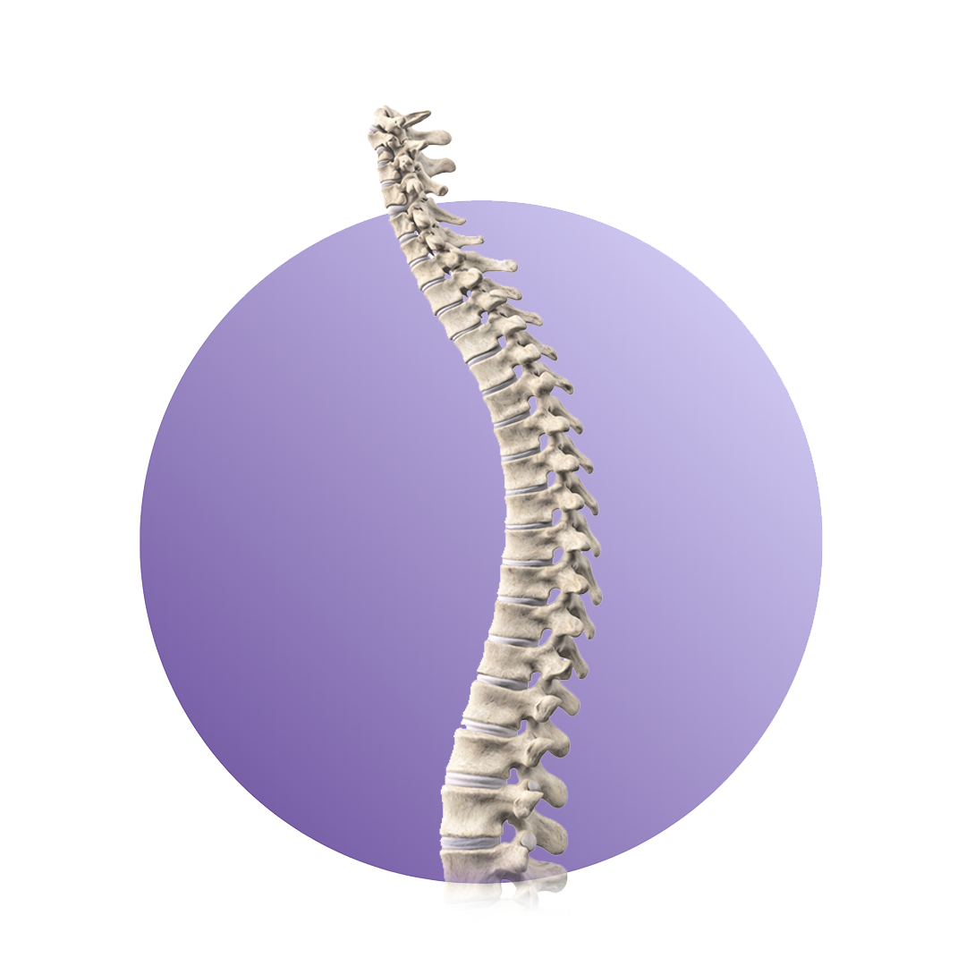 Spine