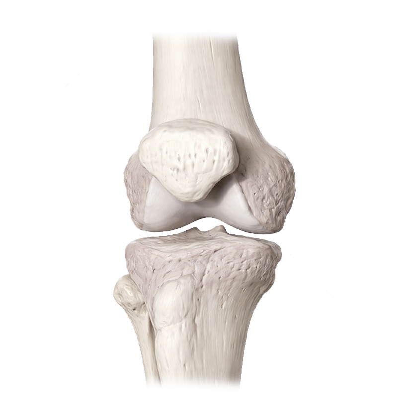 Rodilla