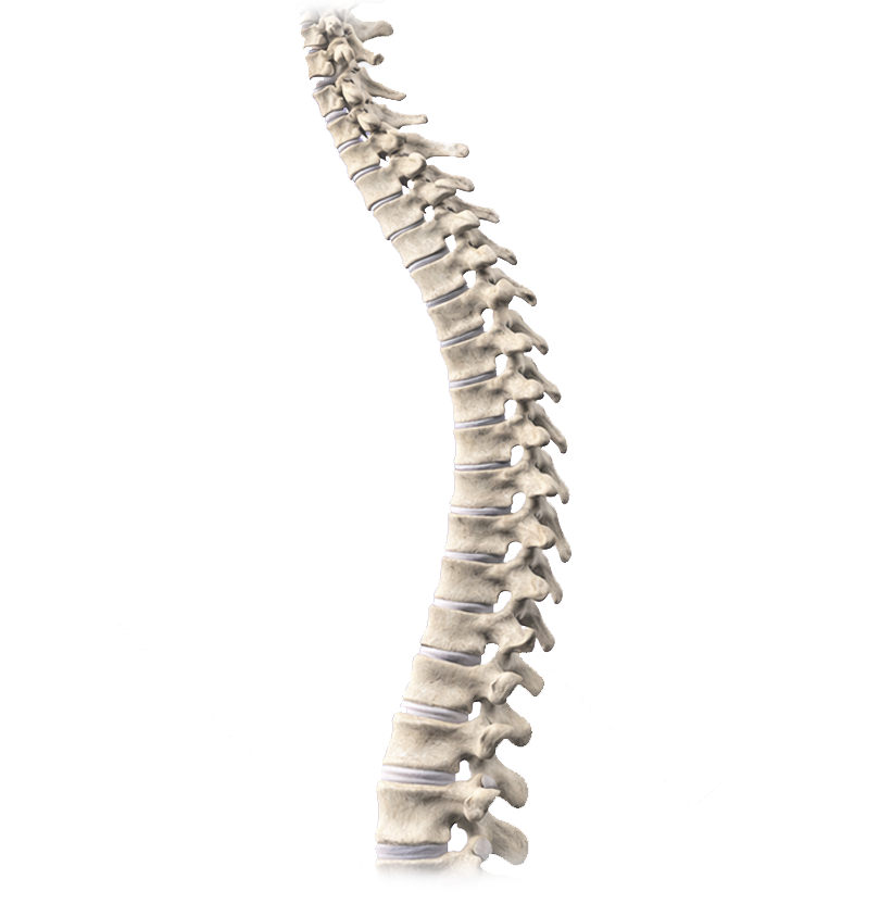 Spine